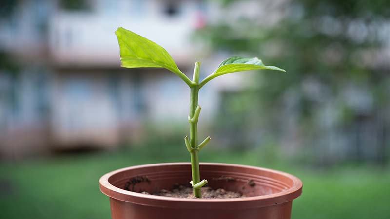 Hydrangea cuttings in the flower pots