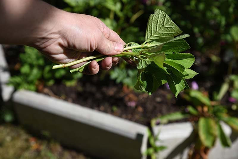 hydrangea cuttings