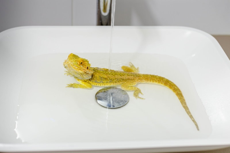 iguana in the bathroom