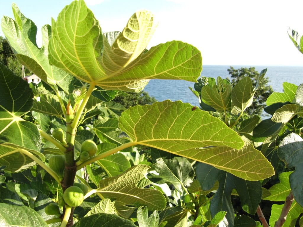 fig tree Jumpstory