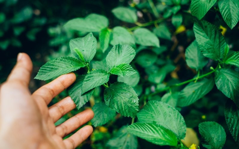 jute mallow or saluyot or bush okra or Egyptian spinach