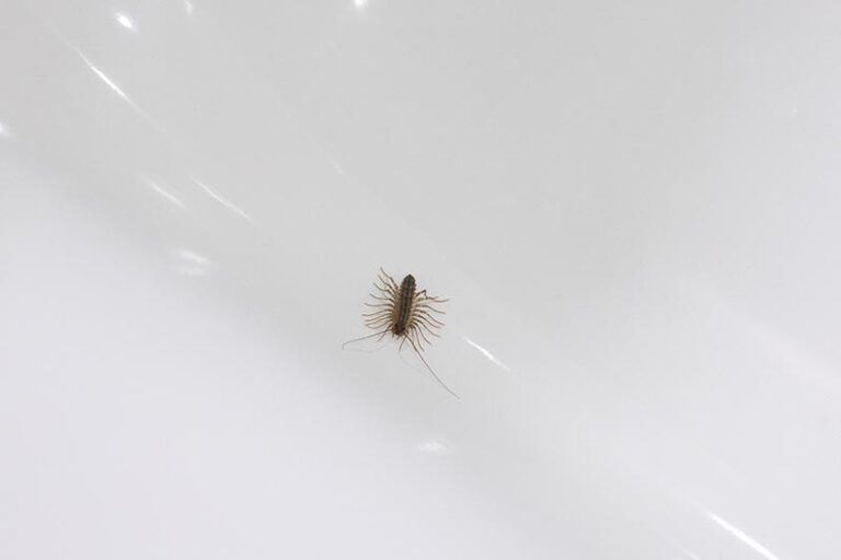 11 Common Bathroom Bugs (With Pictures) | Home Grail