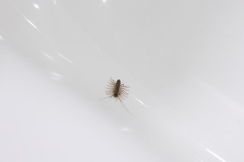 lice on bathroom