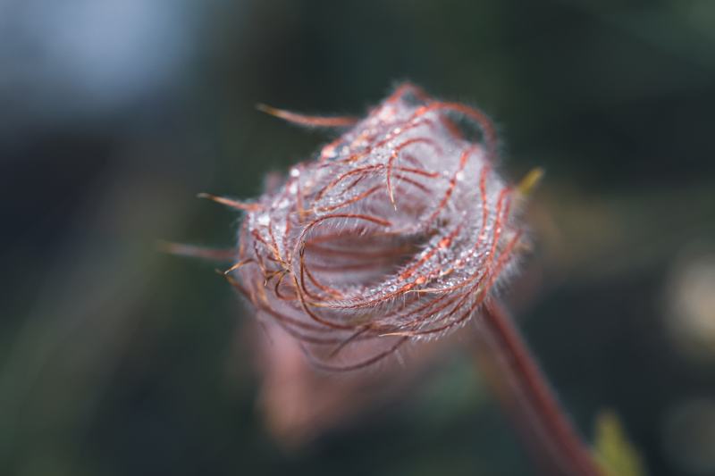macro shot of a prairie smoke wildflower