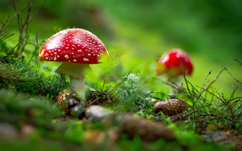 macro shot of red-topped mushroom