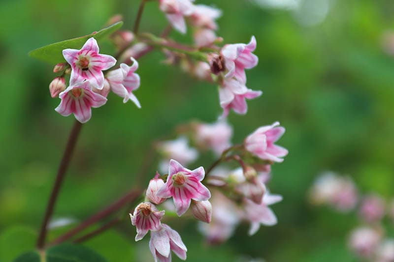 Macro shot of Spreading Dogbane (Apocynum androsaemifolium)