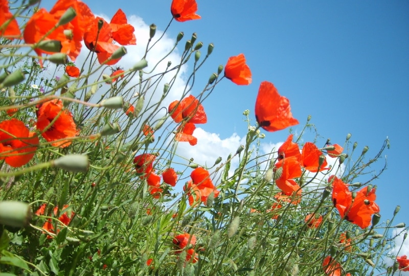 mexican gold poppy flowers