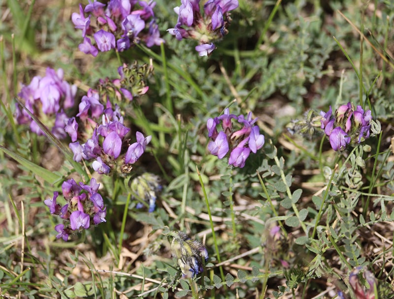 missouri milkvetch wildflower