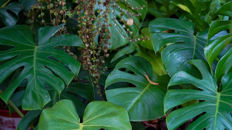 monstera plant in the wild