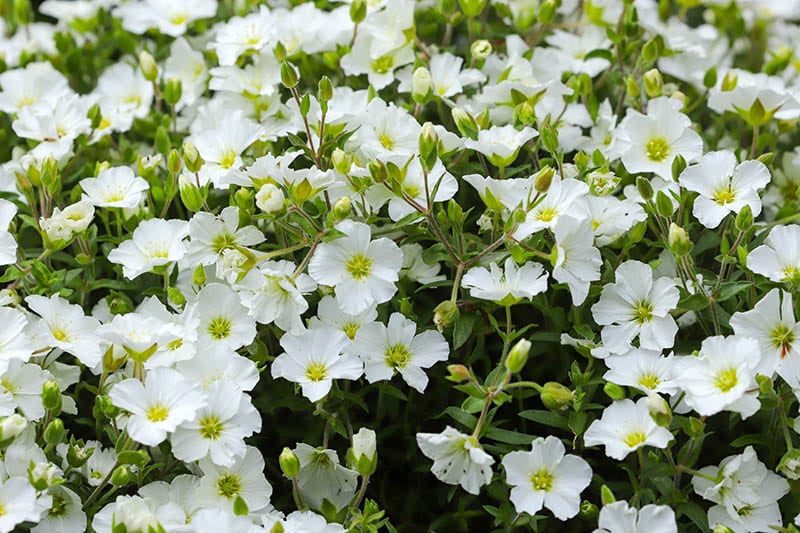 Mountain sandwort