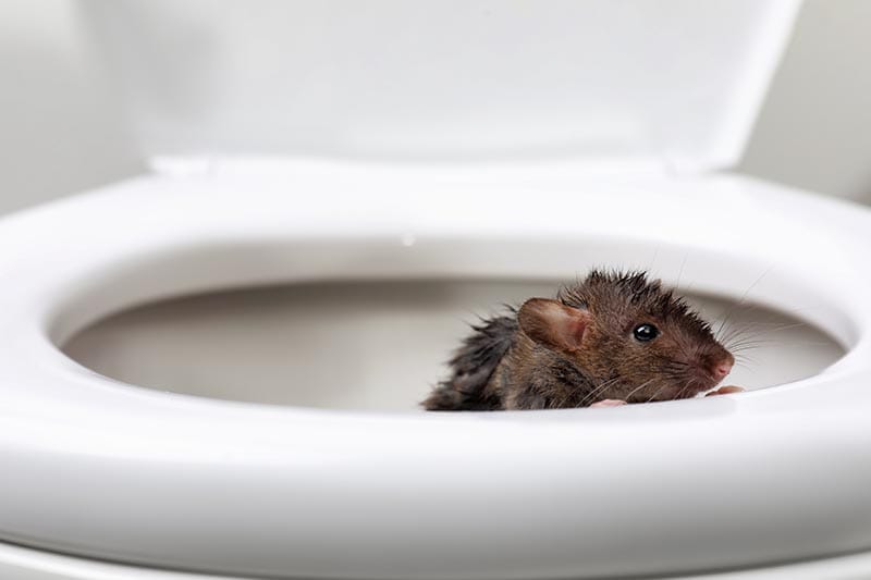 mouse on toilet bowl