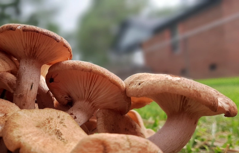 mushrooms growing in the yard