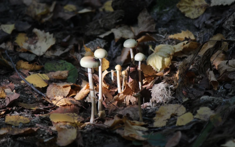 mushrooms in the wild amidst dry and rotting leaves