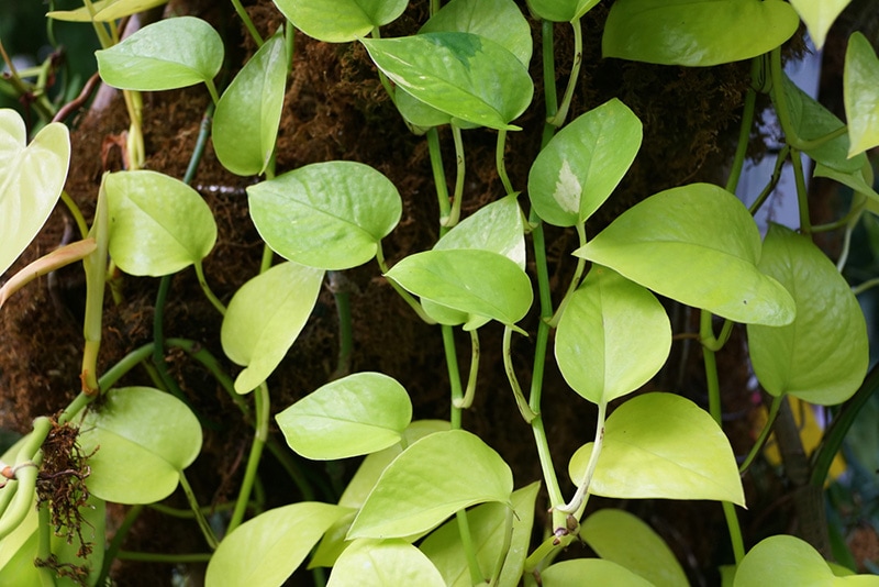 neon pothos plant