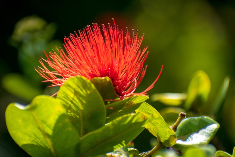 ohia lehua flower