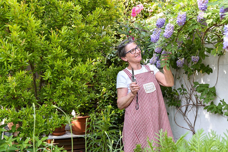 old woman pruning wisteria