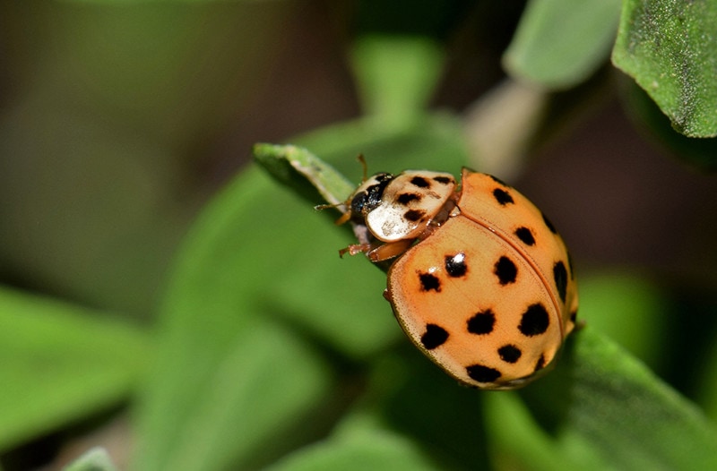 orange lady bug