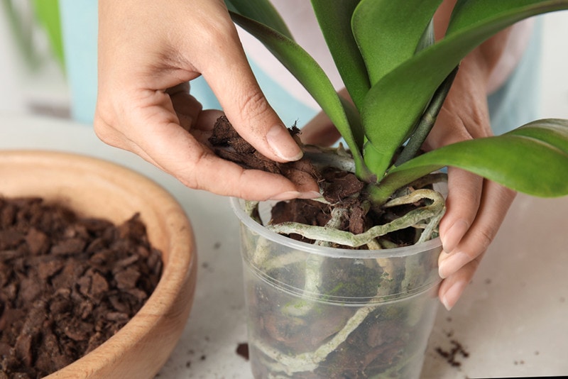 orchid plant on table