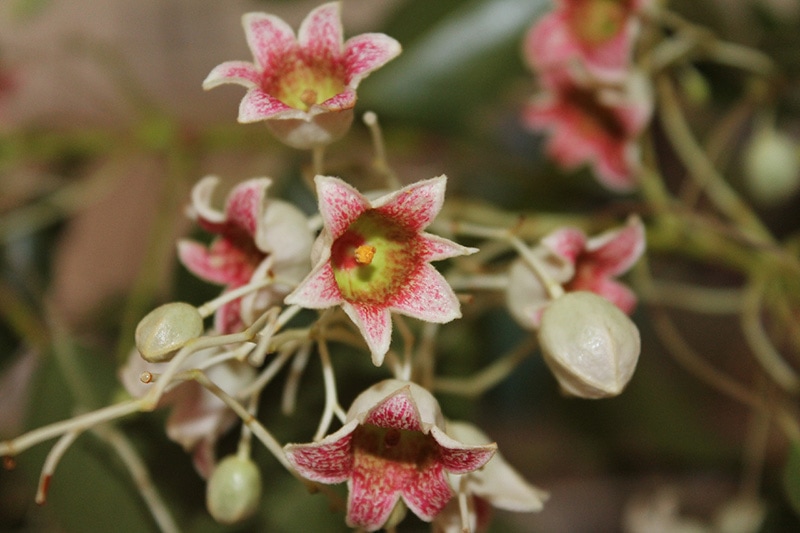 orchid plant