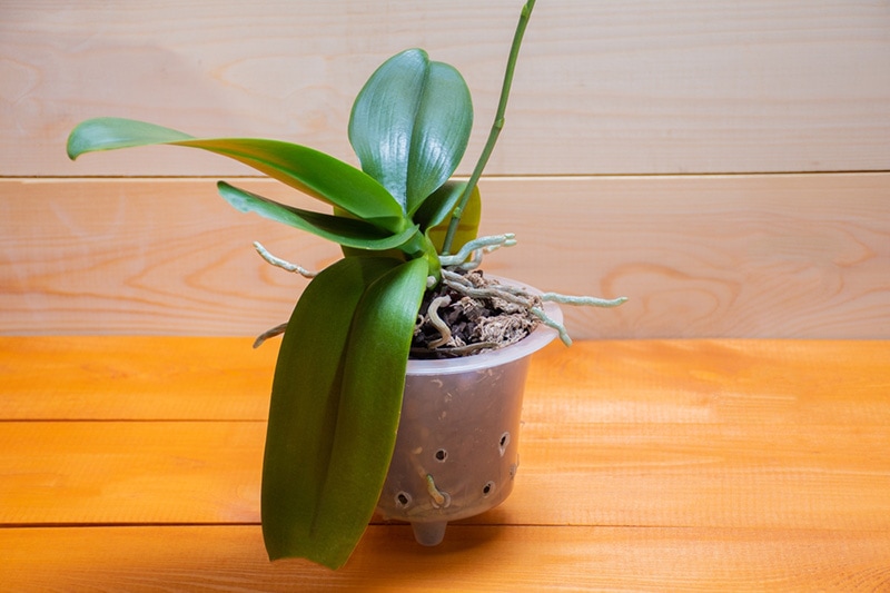 orchid with aerial roots