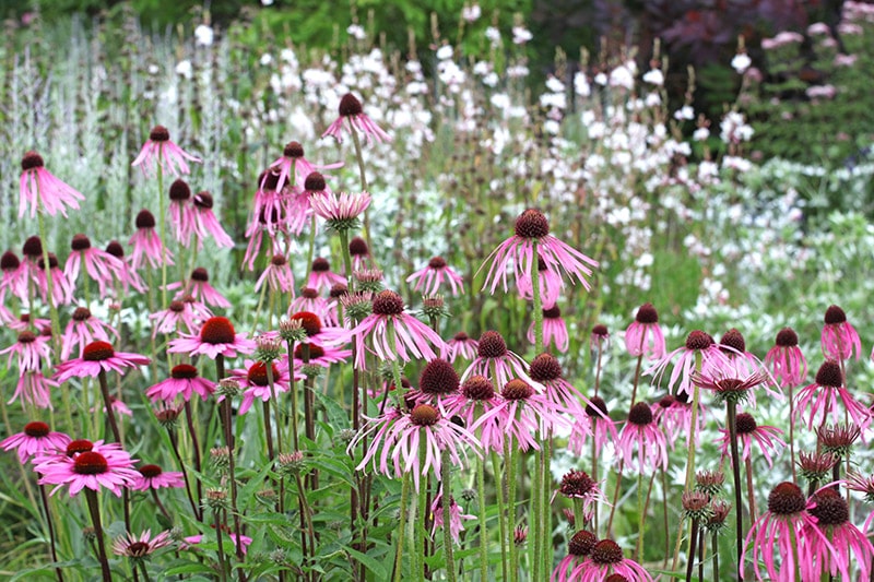 pale purple coneflower