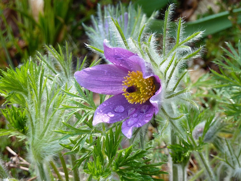 pasqueflower