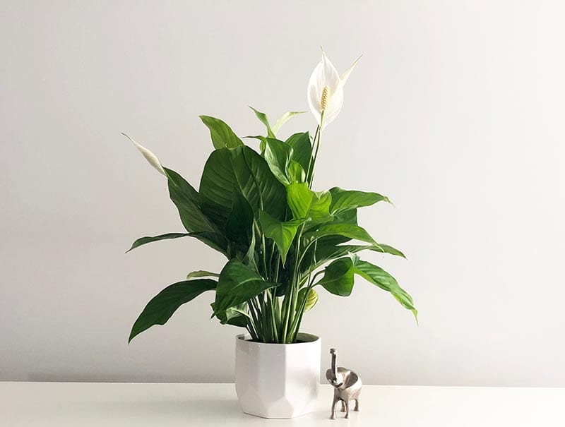 peace lily house plant on empty white desk