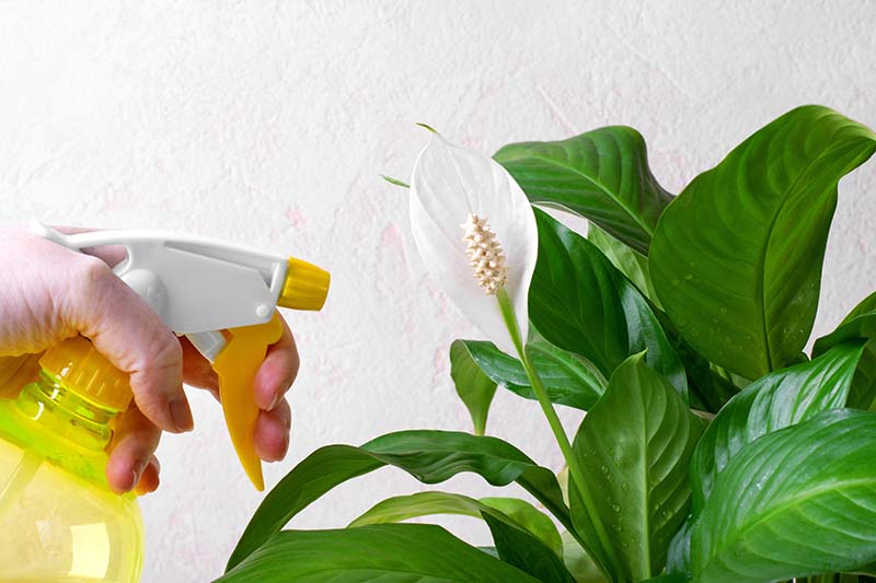 peace lily houseplant