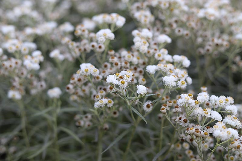 pearly everlasting