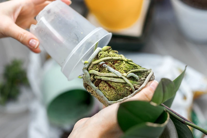 person repotting phalaenopsis orchid plant