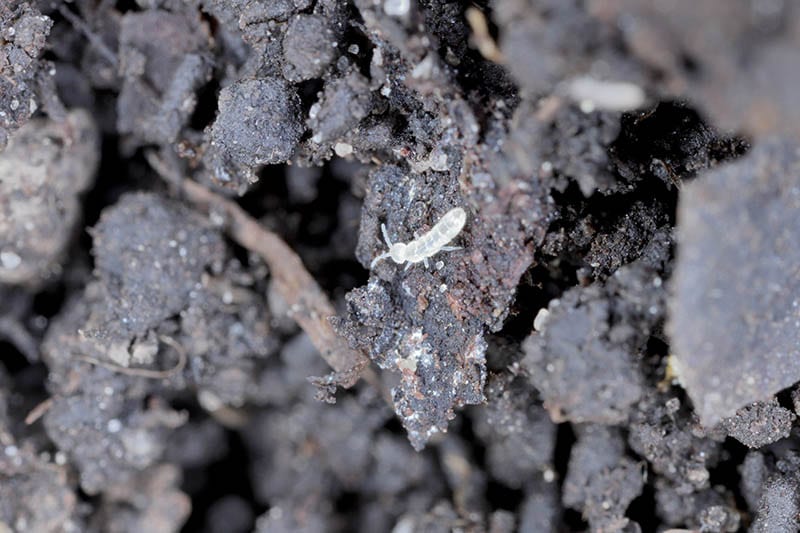 pests on potting soil
