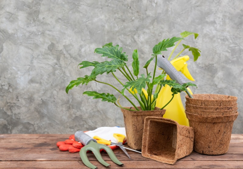 philodendron plant in fiber pot