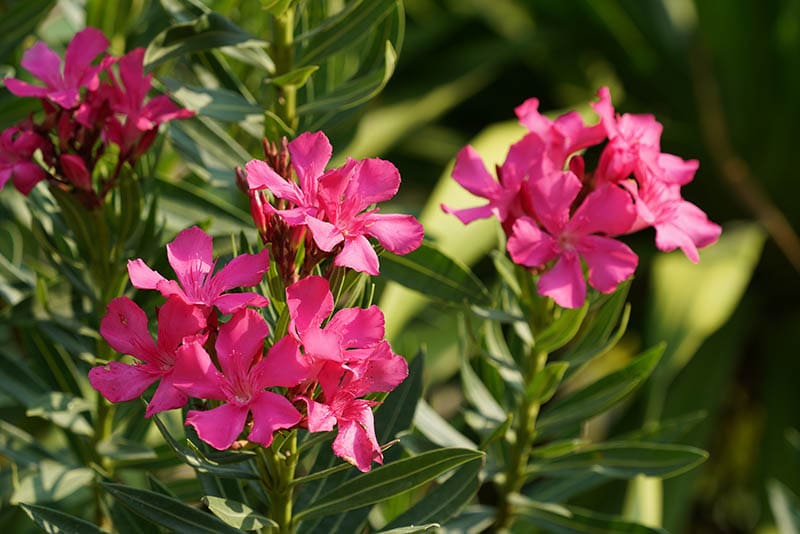 pink dogbane flowers