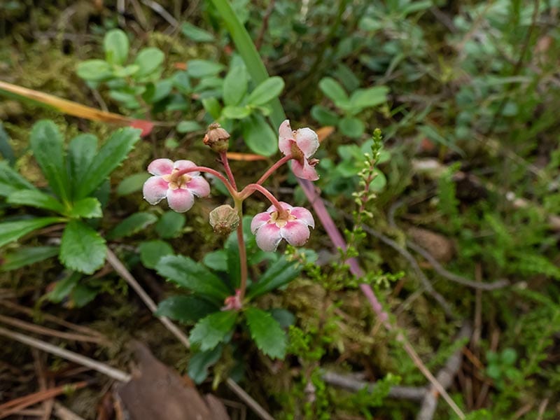 pipsissewa or prince's pine (Chimaphila umbellata)