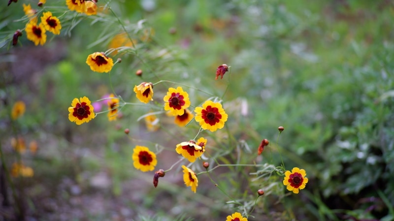 plains coreopsis