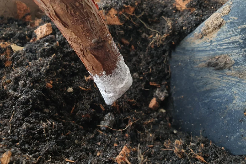plant propagation with rooting hormone powder