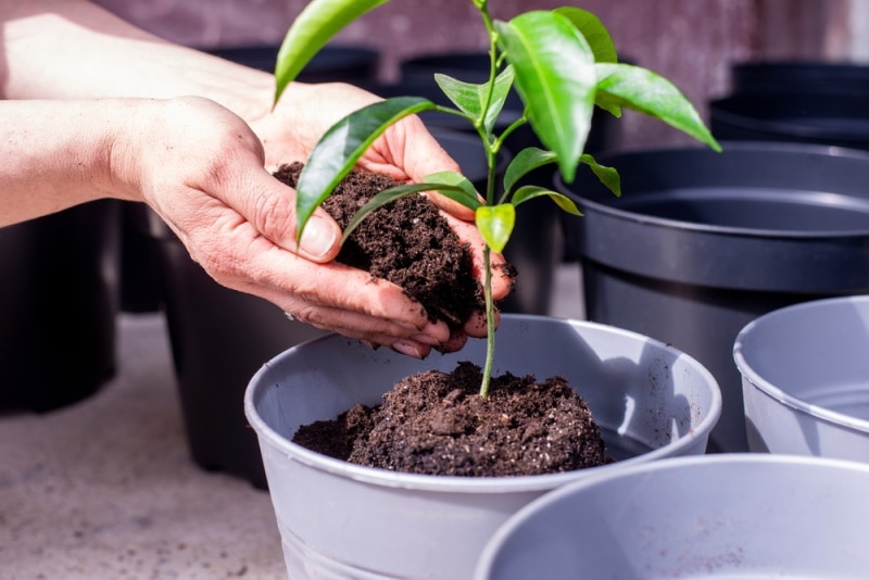 planting lemon tree plant in pot