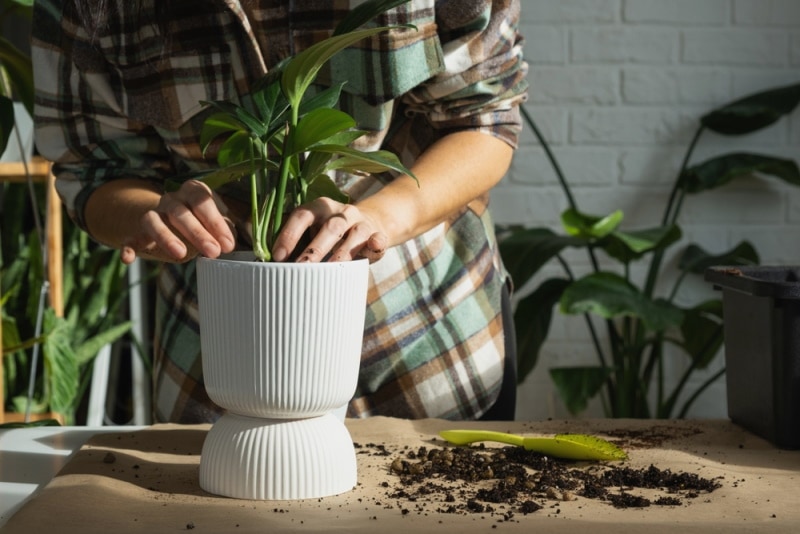 planting philodendron