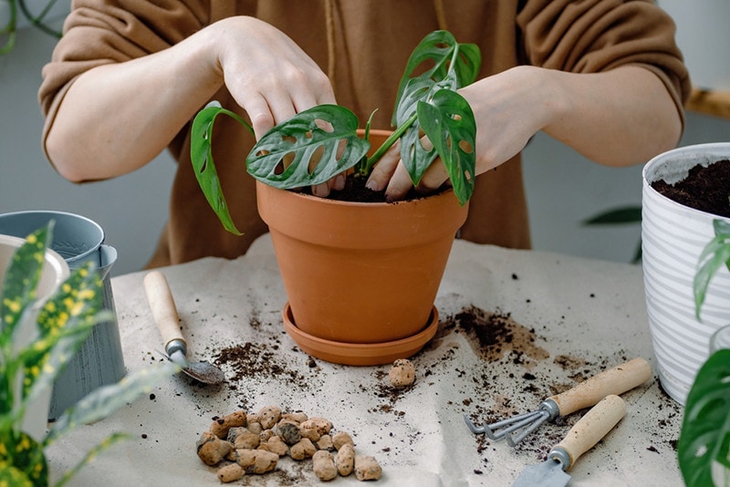 potting monstera