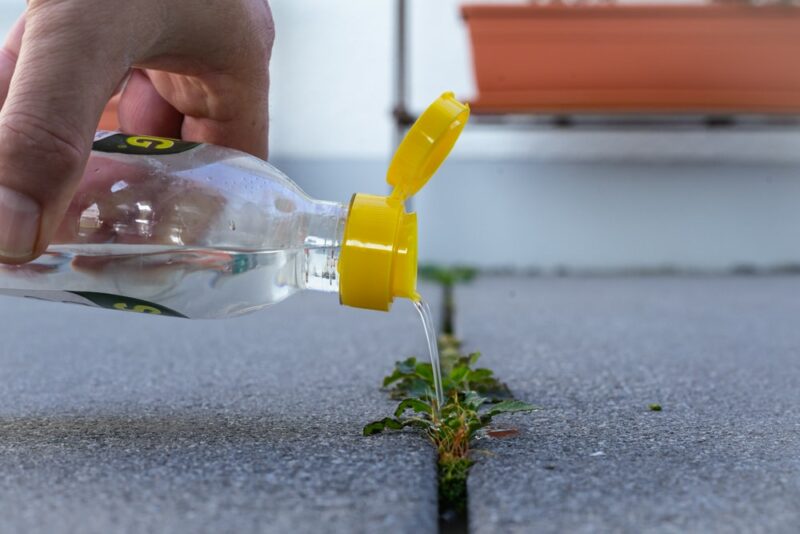 Man,Pouring,Vinegar,Essence,Over,Weed,Growing,Between,Concrete,Floor