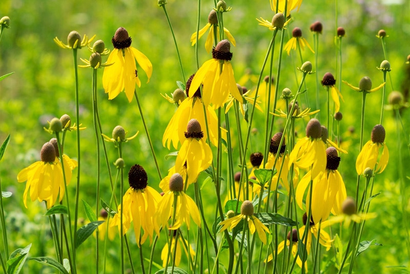 prairie coneflower