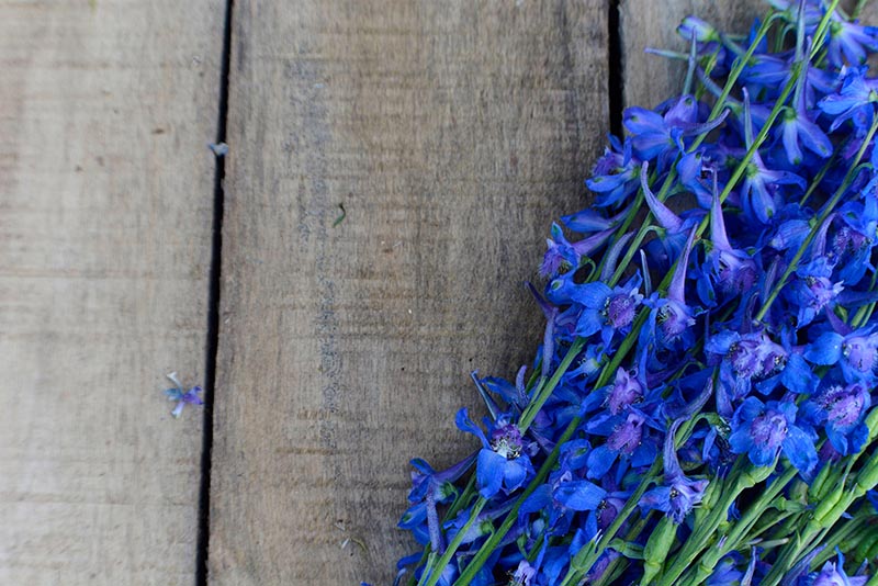 prairie larkspur