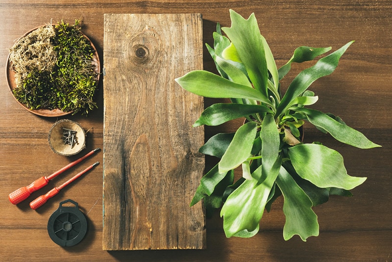 preparing to mount a Staghorn Fern on board