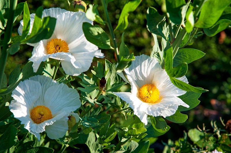 pua kala plant