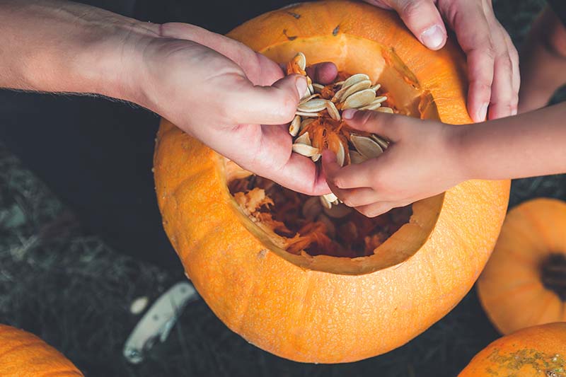 pulls seeds and fibrous material from a pumpkin before carving for Halloween