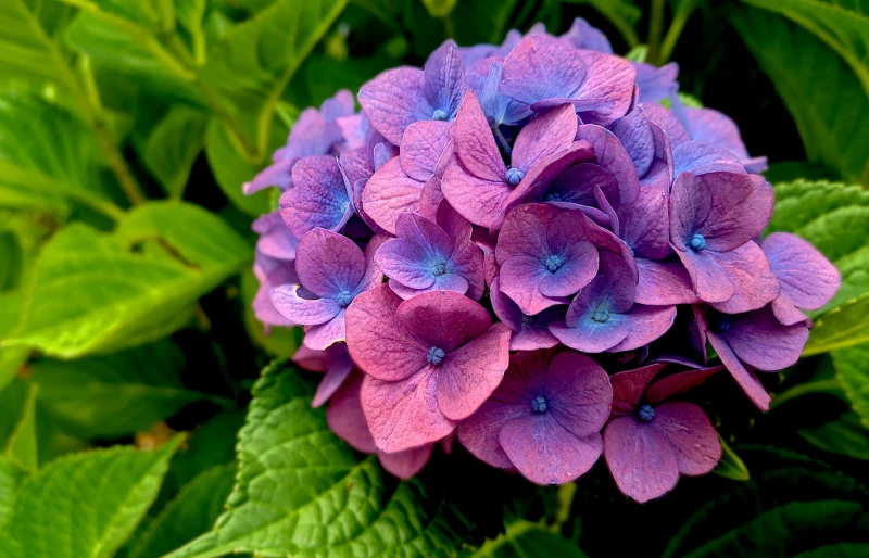 purple Hydrangea flowers