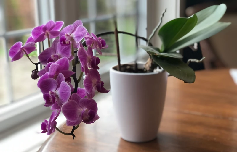 purple orchids in a pot on a table