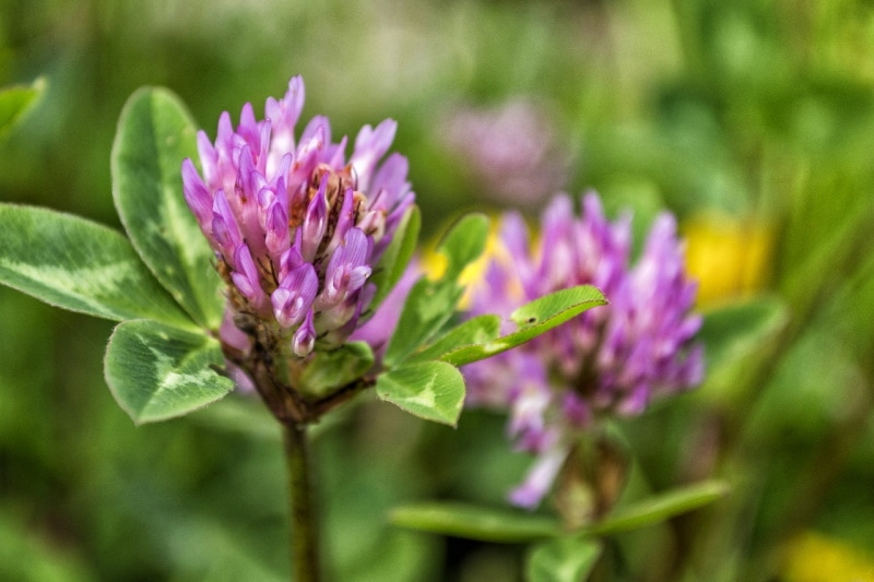 purple owls clover