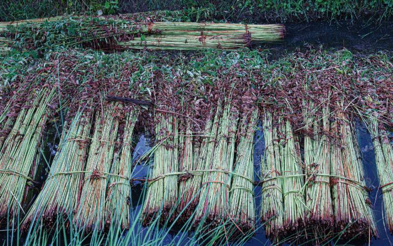 raw jute harvested and bundled up on the ground