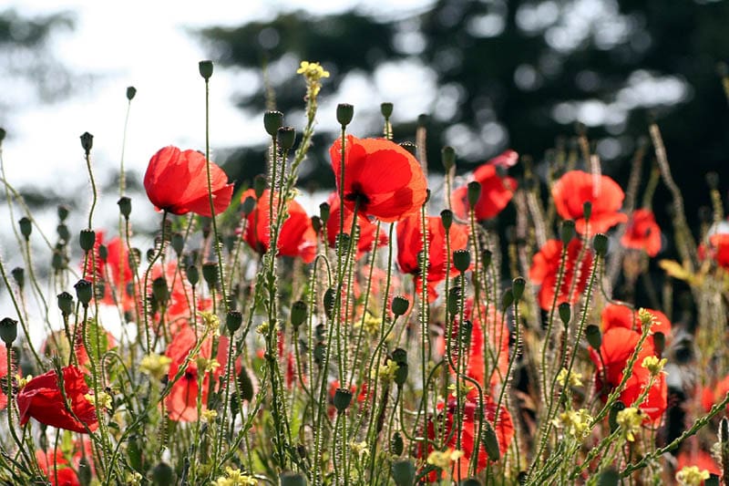 red wildflowers
